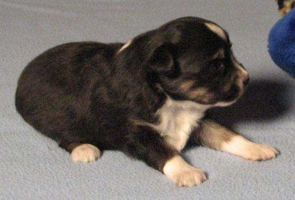 3 weeks old