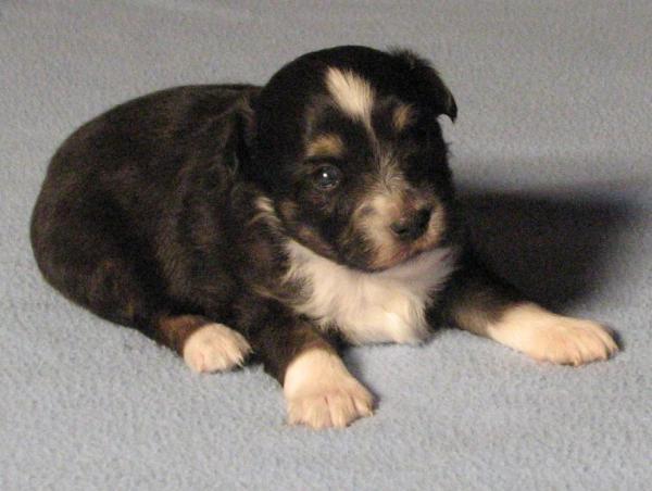3 weeks old