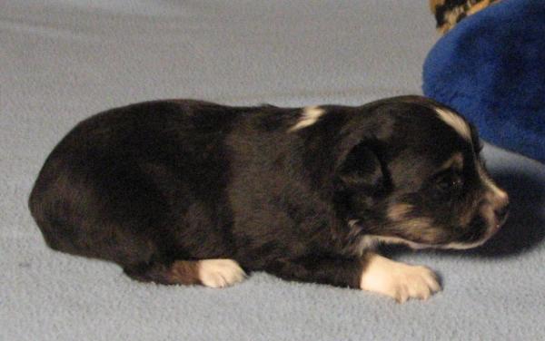 3 weeks old