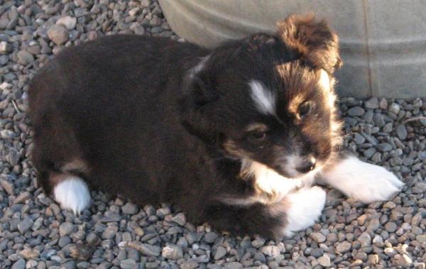 6 weeks old