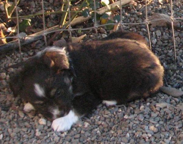 6 weeks old
