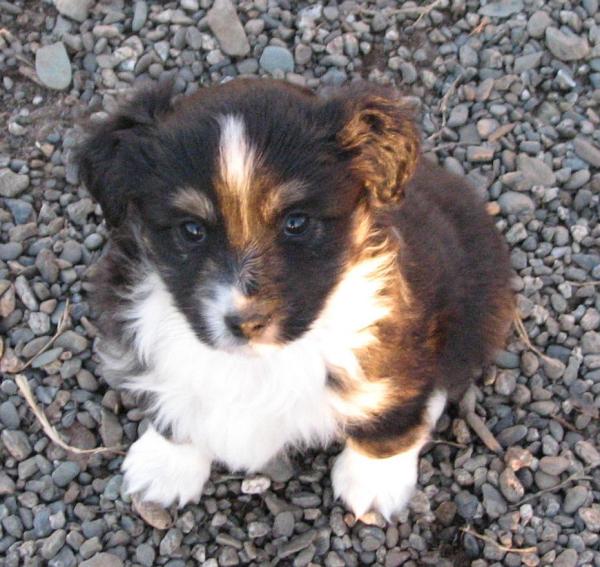6 weeks old