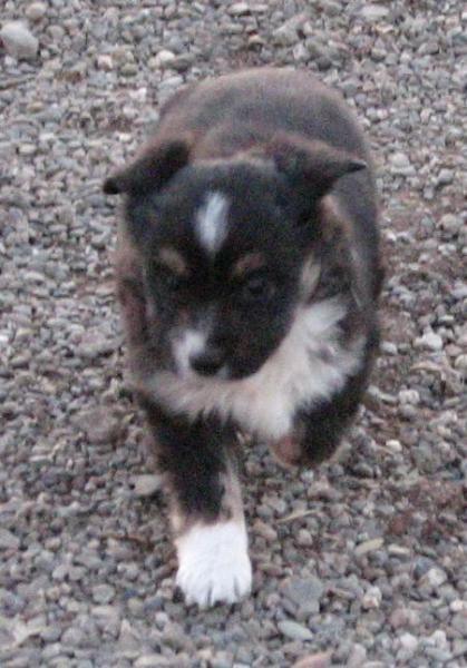 6 weeks old