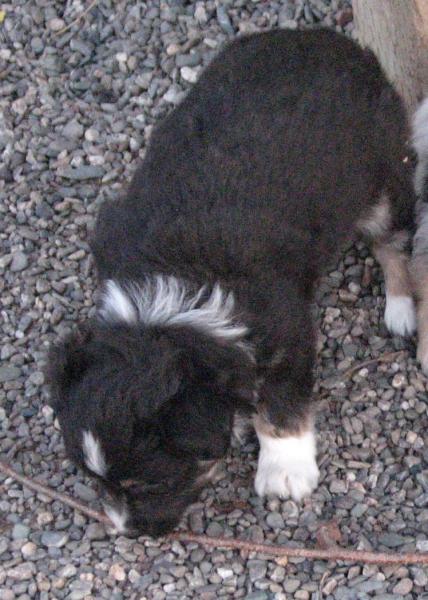 6 weeks old