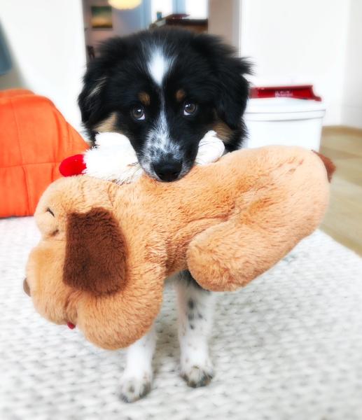 He loves his snuggle puppy!!