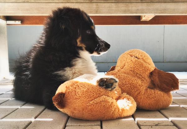 He loves his snuggle puppy!!