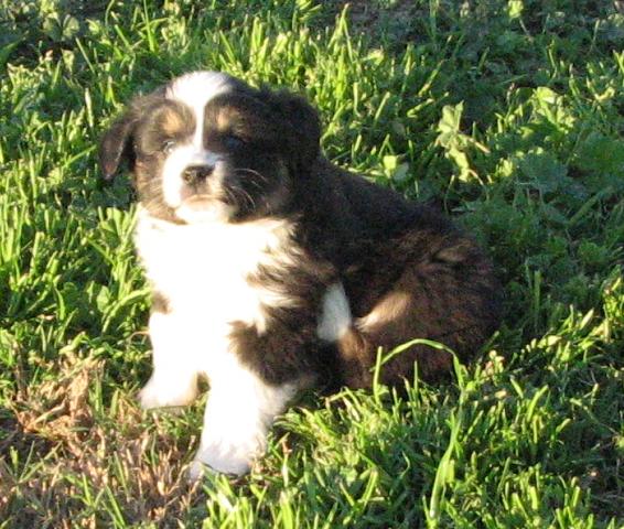 6 weeks old