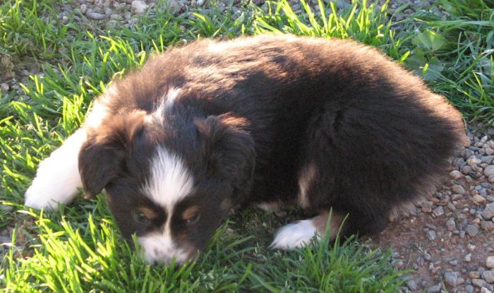 6 weeks old