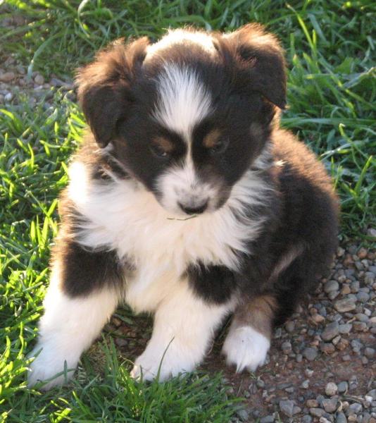 6 weeks old
