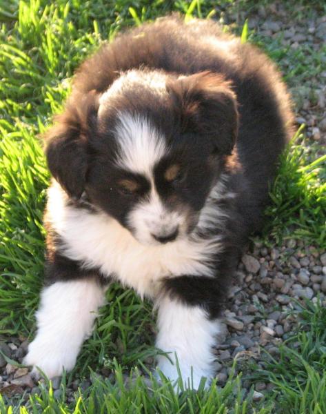 6 weeks old