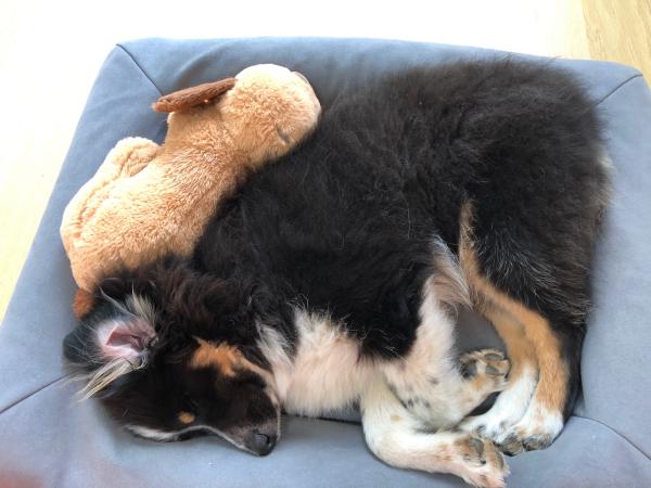 He loves his snuggle puppy!!