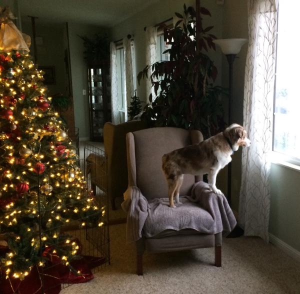 Waiting for Santa?!