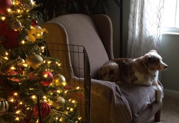 Waiting for Santa?!