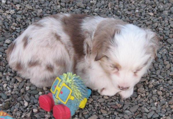 6 weeks old