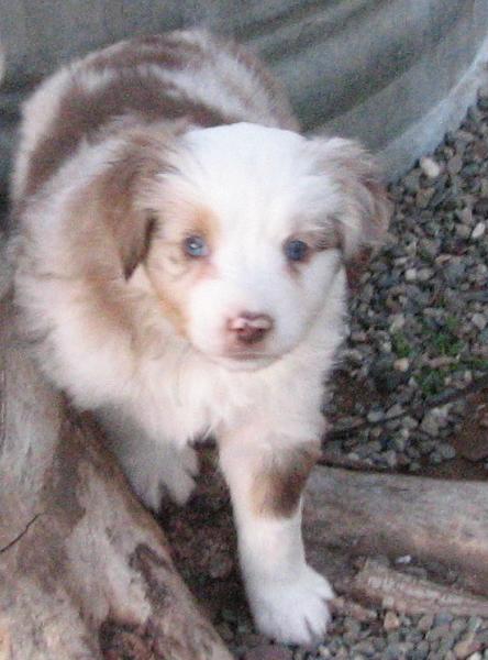 6 weeks old