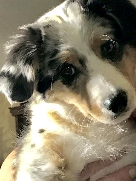 Gidget