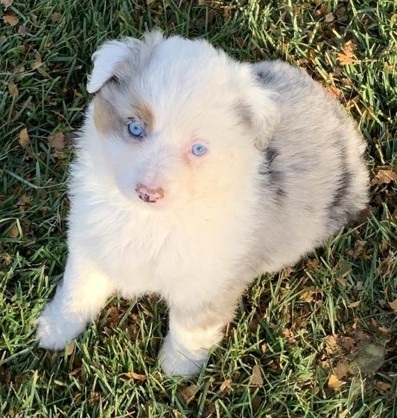 7 weeks old