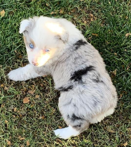 7 weeks old