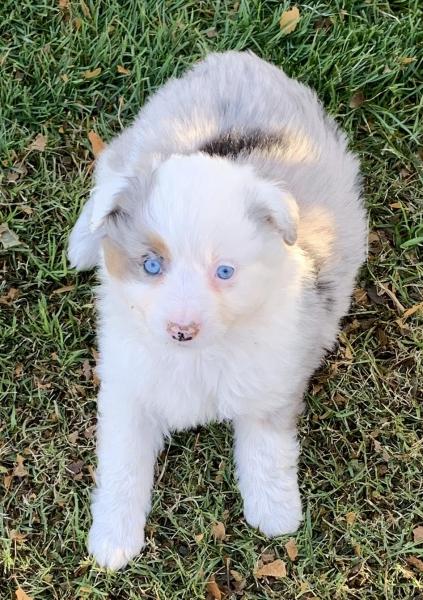 7 weeks old