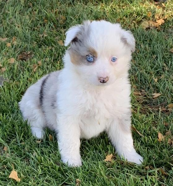 7 weeks old