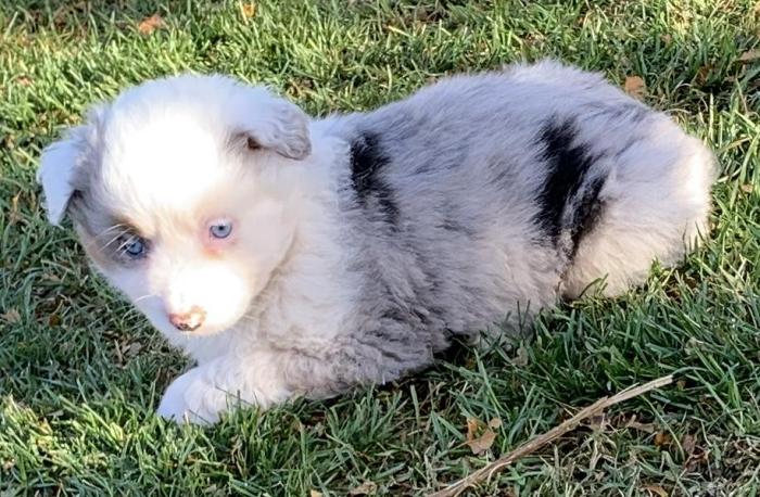 7 weeks old