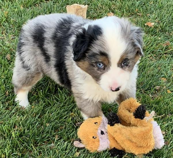 7 weeks old