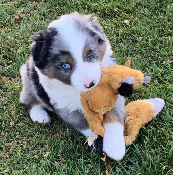 7 weeks old