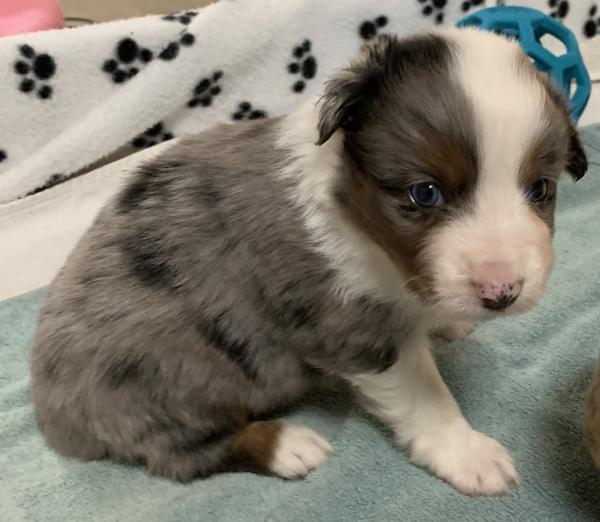 4+ weeks old