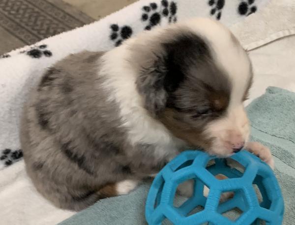 4+ weeks old