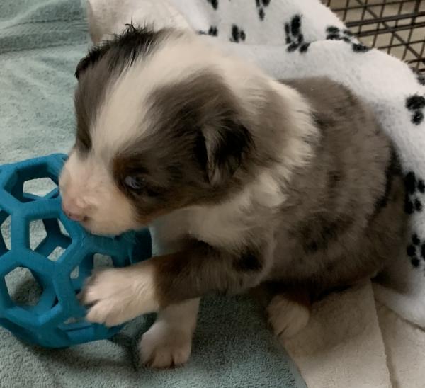 4+ weeks old
