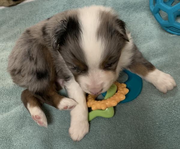 4+ weeks old