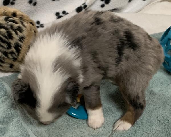 4+ weeks old