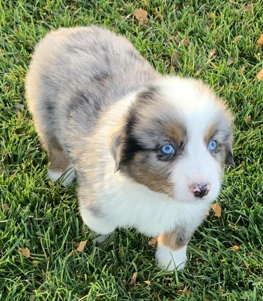 7 weeks old