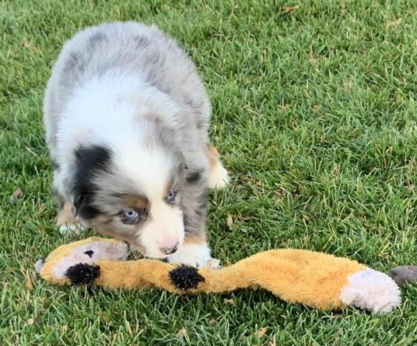 7 weeks old