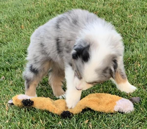 7 weeks old
