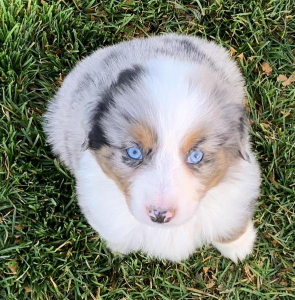 7 weeks old