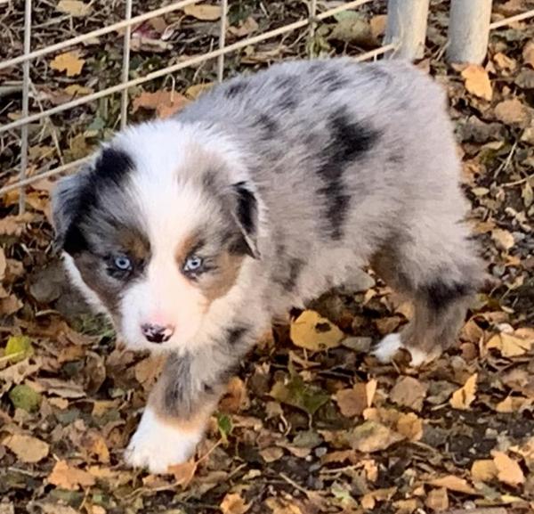 7 weeks old