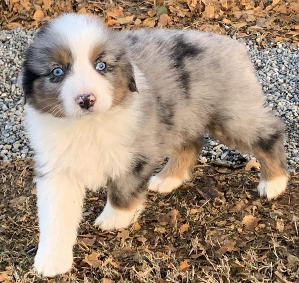 7 weeks old