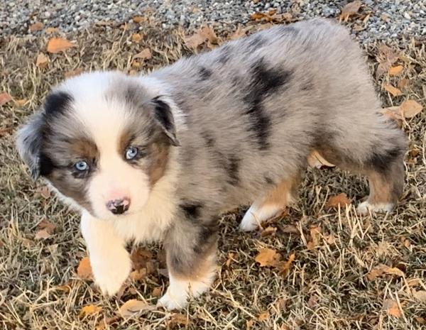 7 weeks old