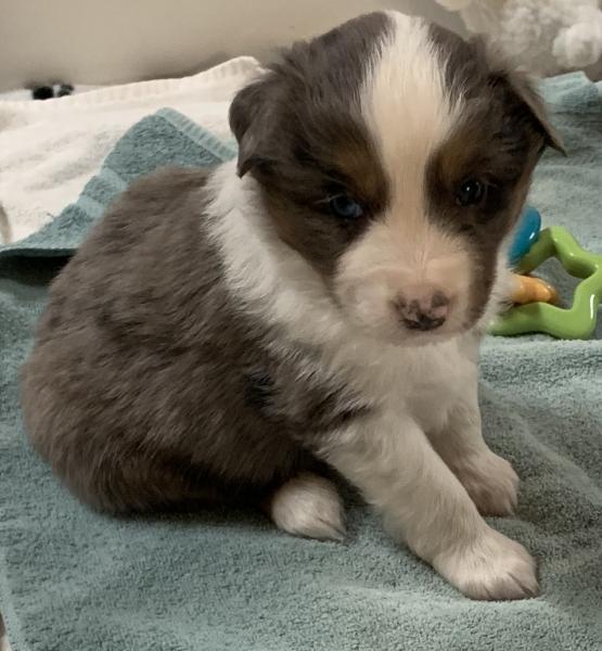 4+ weeks old