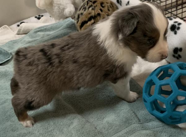 4+ weeks old