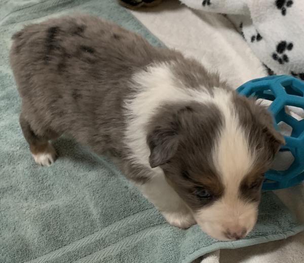 4+ weeks old