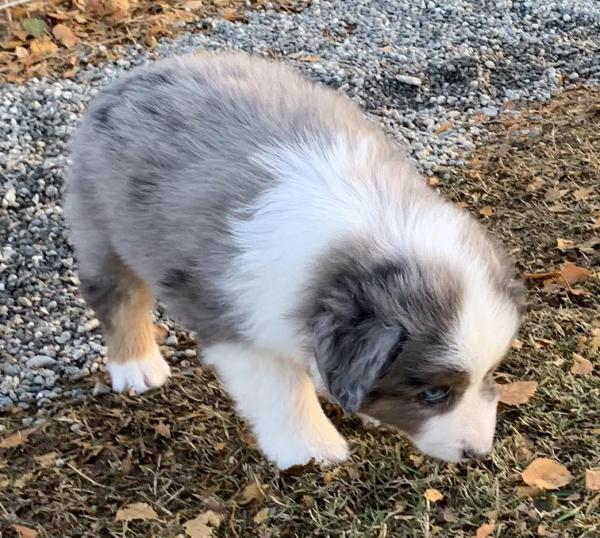 7 weeks old