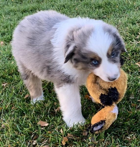 7 weeks old