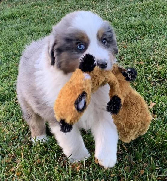 7 weeks old