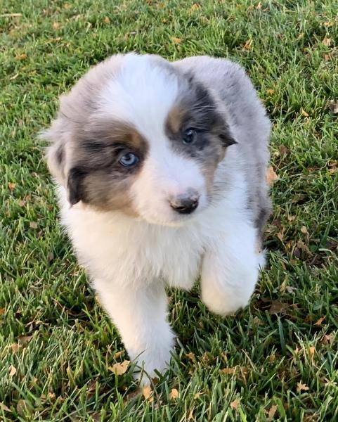 7 weeks old