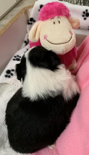 4+ weeks old