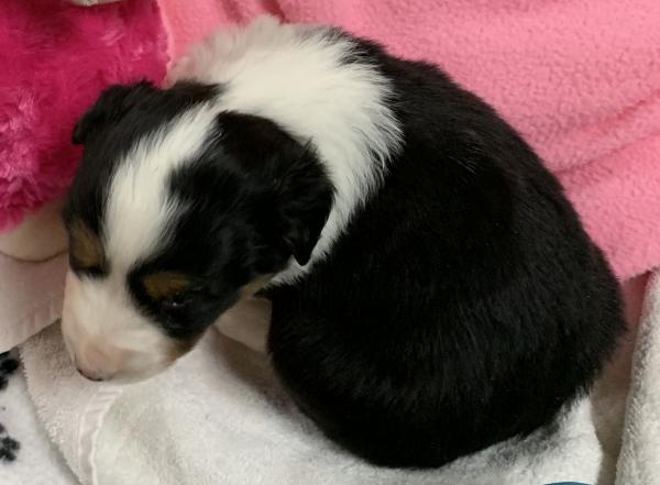 4+ weeks old