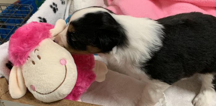 4+ weeks old