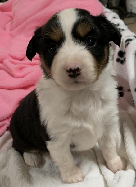 4+ weeks old